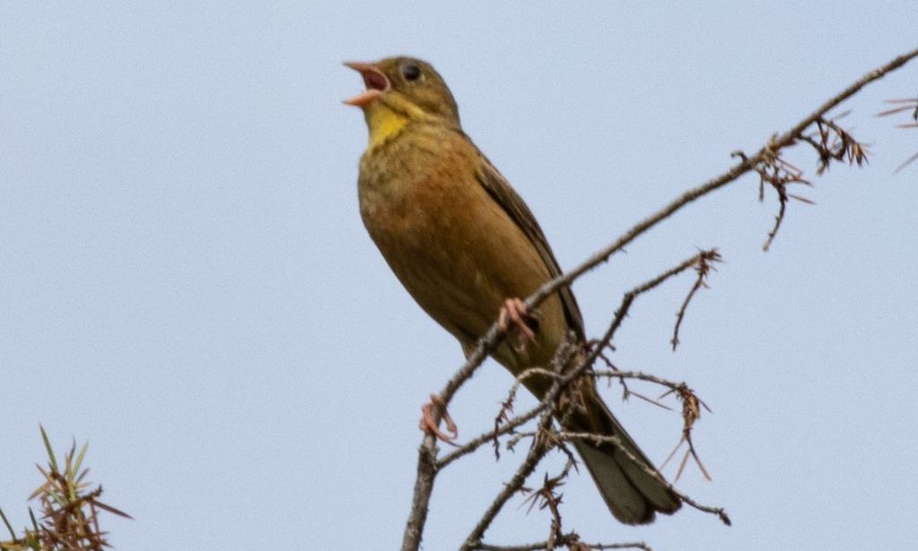 Ortolani